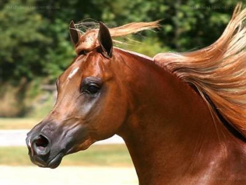 brown horse with flowing mane