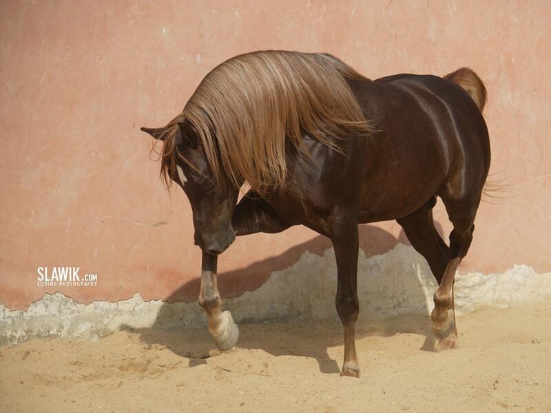 brown horse with flowing mane