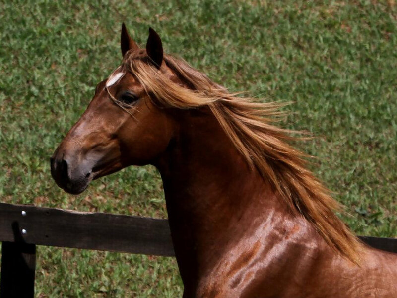 Brown Horse with Flowing Mane — Calm