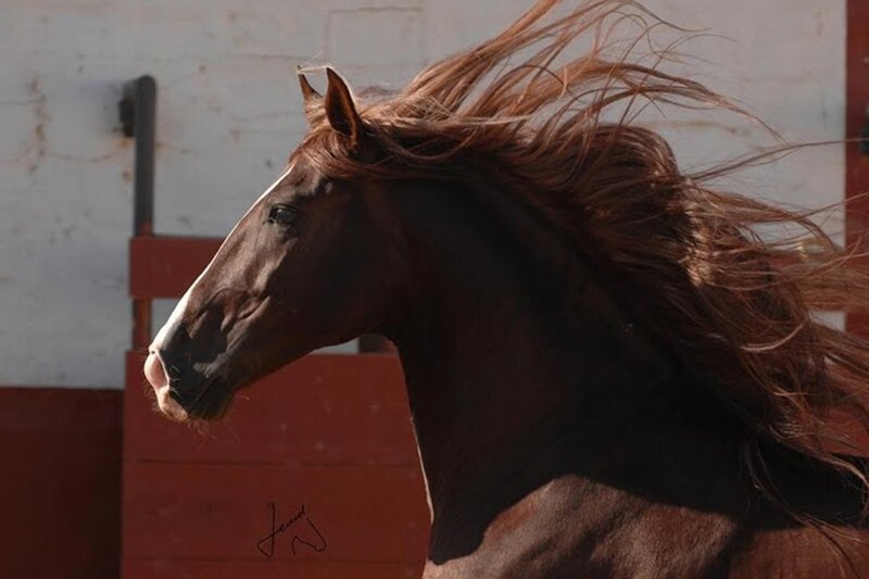 Brown Horse with Flowing Mane — Dynamic, Afternoon