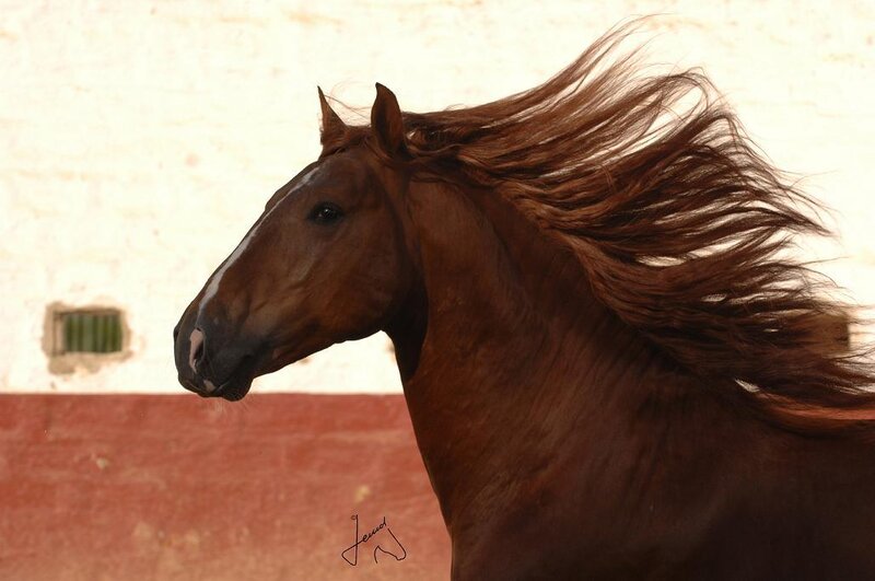 Brown Horse with Flowing Mane — Dynamic