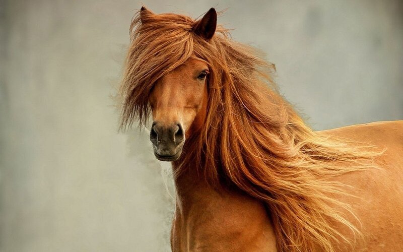 brown horse with flowing mane