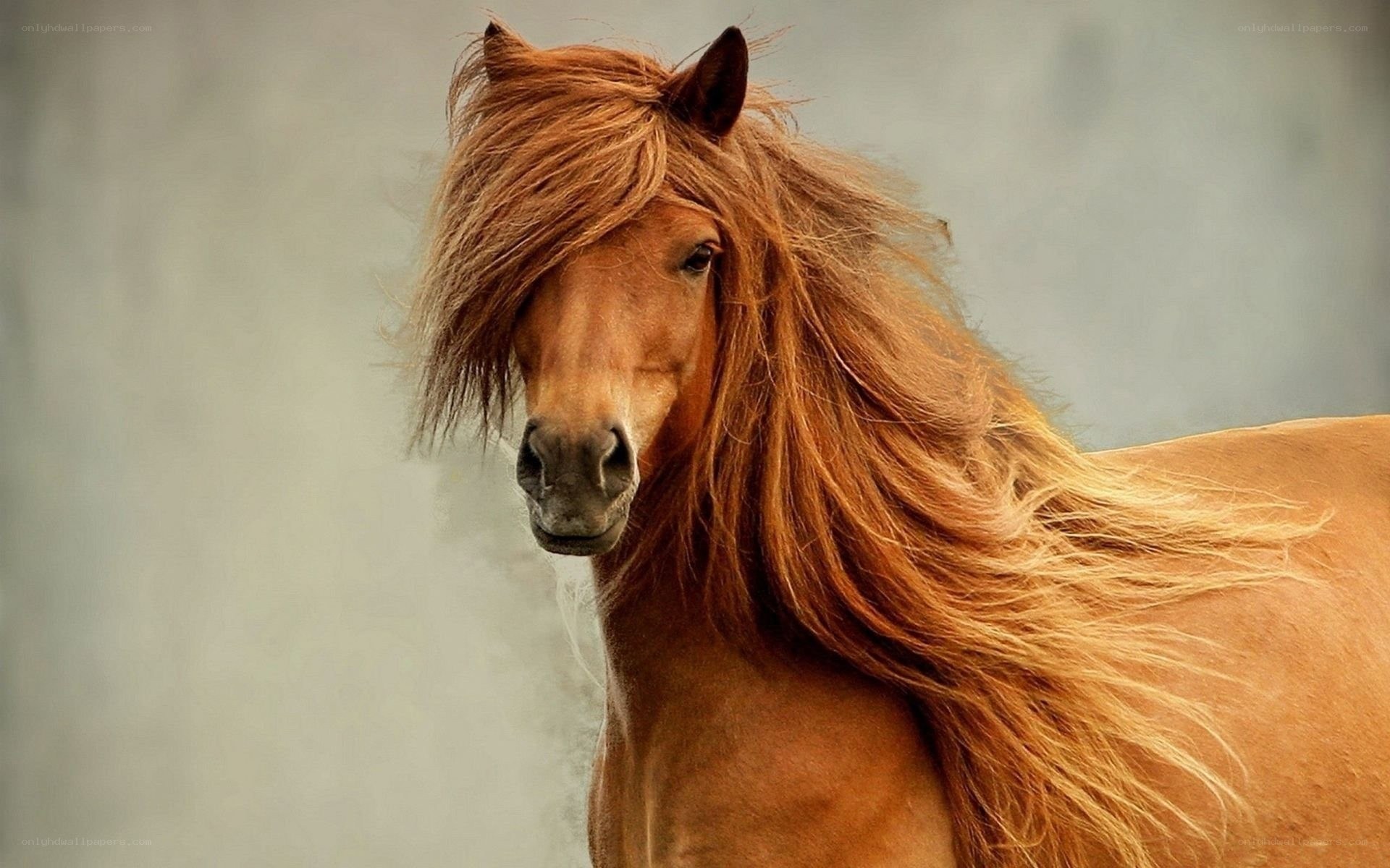 brown horse with flowing mane