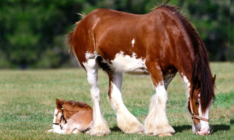Brown Horse with Foal