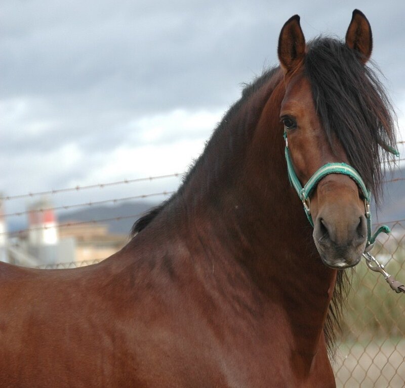 brown horse with green halter