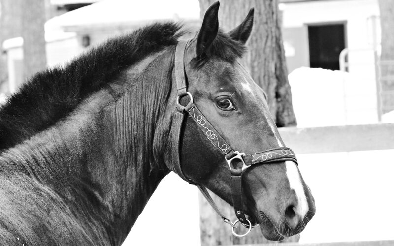 Brown Horse with Halter — Black