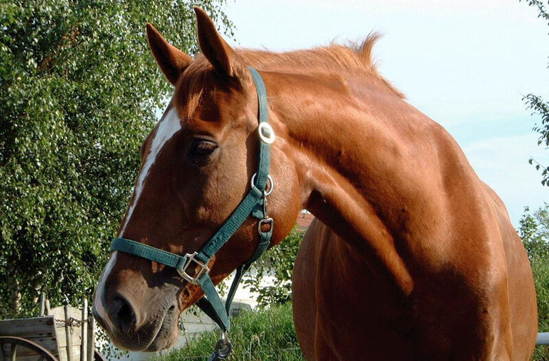 Brown Horse with Halter — Calm