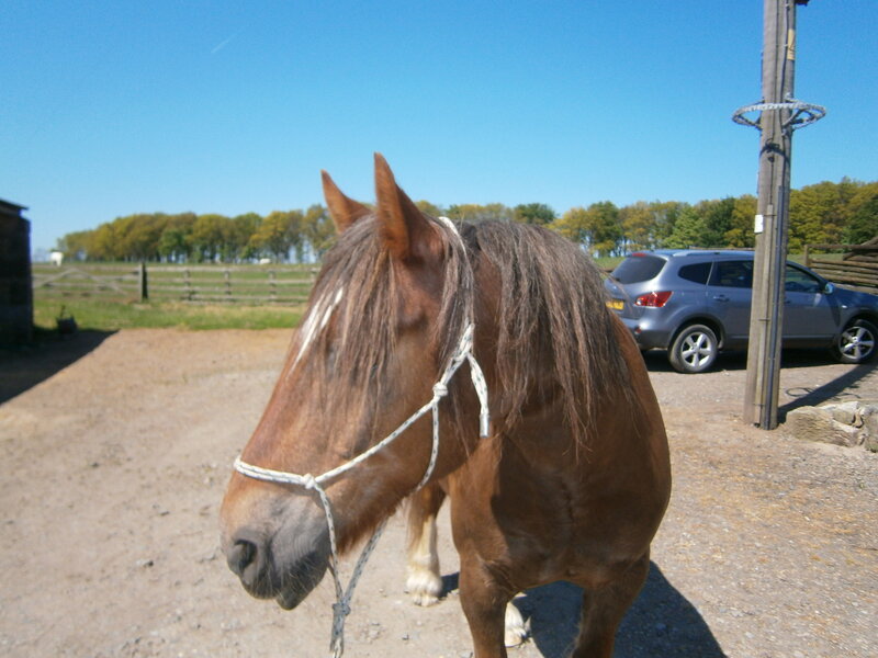 Brown Horse with Halter