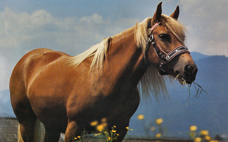 Brown Horse with Hay