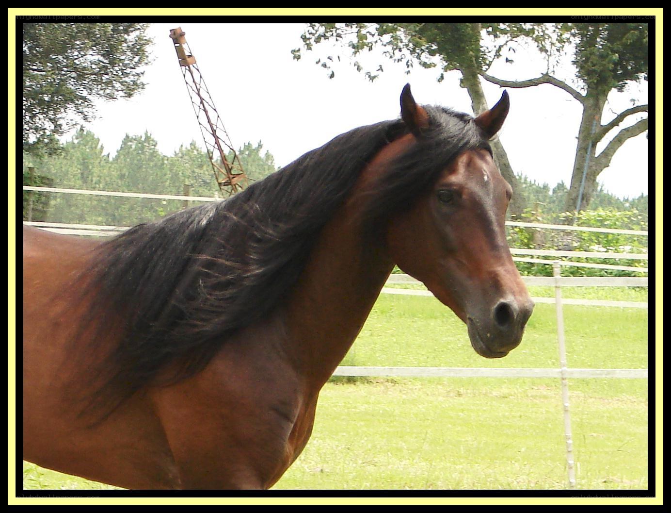 brown horse with long mane