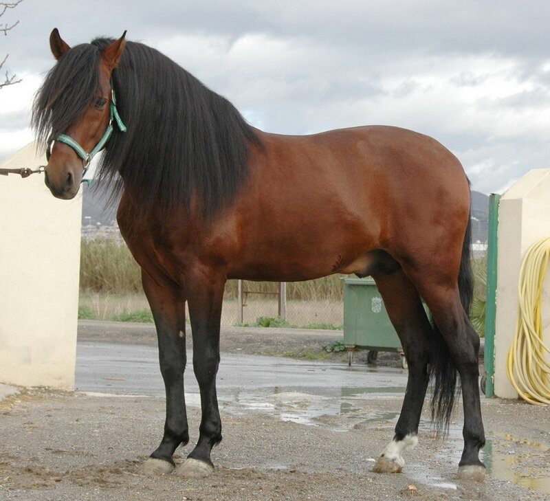 brown horse with long mane