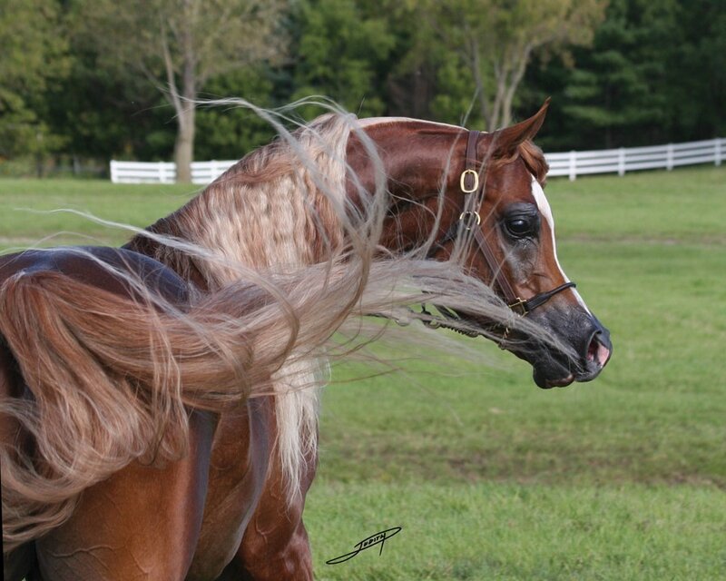 Brown Horse with Long Mane — Calm, Afternoon
