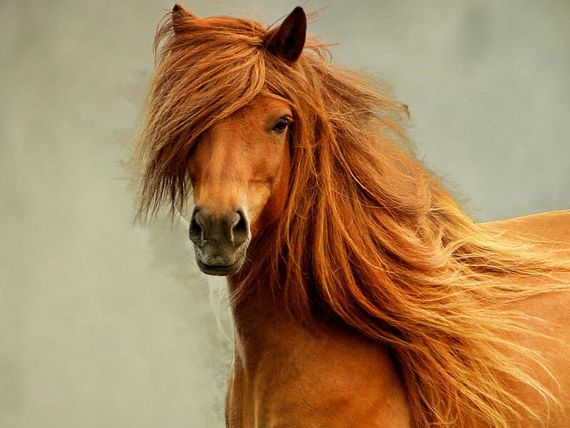 Brown Horse with Long Mane — Calm, Photograph, Ears