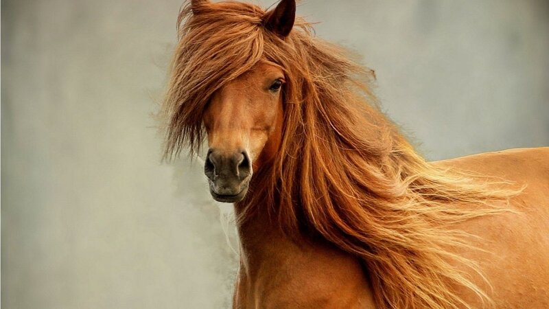 Brown Horse with Long Mane — Calm, Photograph, Head