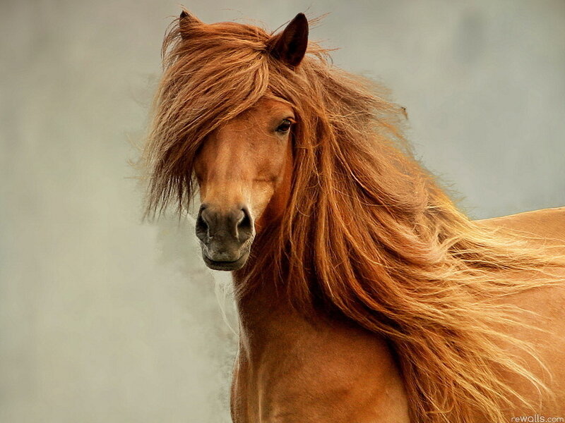 Brown Horse with Long Mane — Calm, Photograph