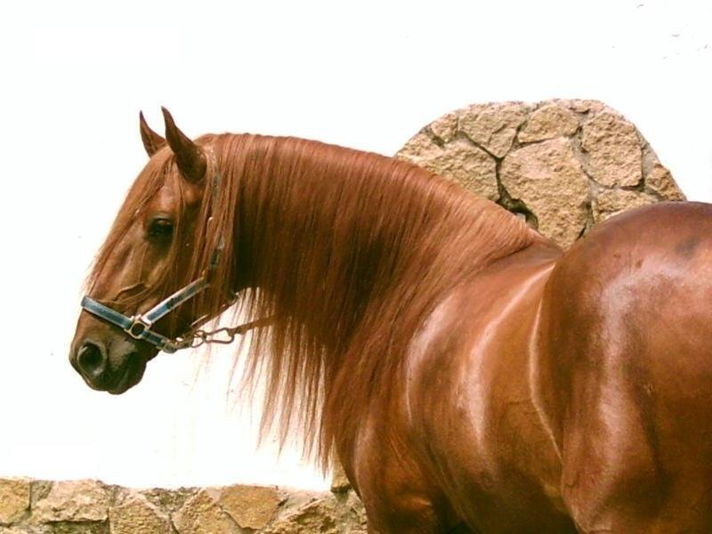 Brown Horse with Long Mane — Calm