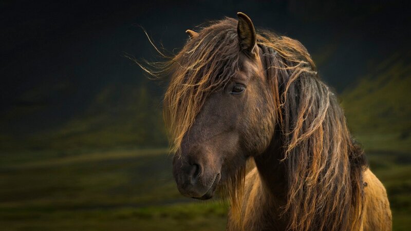 Brown Horse with Long Mane — Dramatic