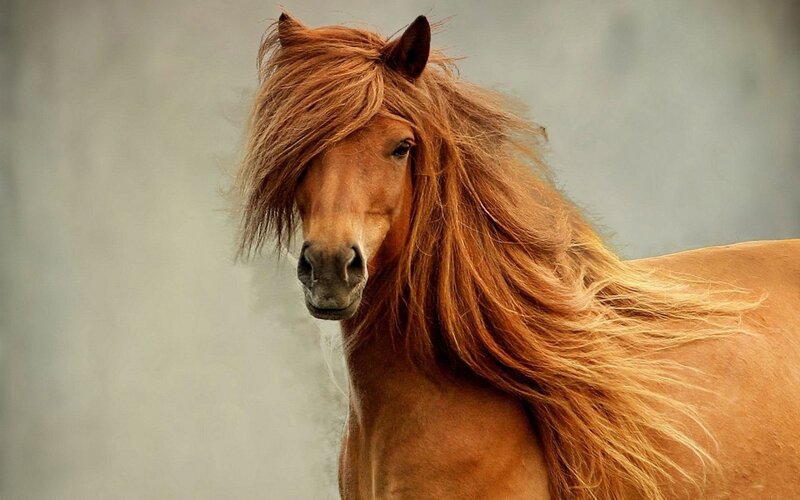 brown horse with long mane