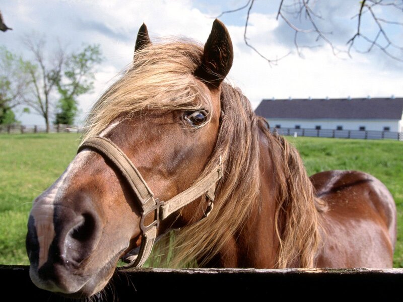 Brown Horse with Mane