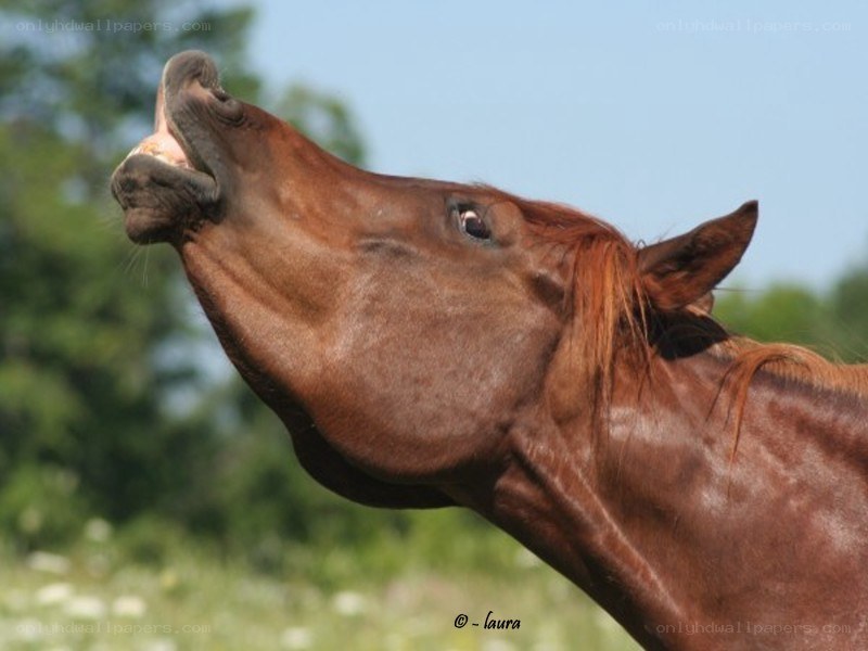 brown horse with open mouth
