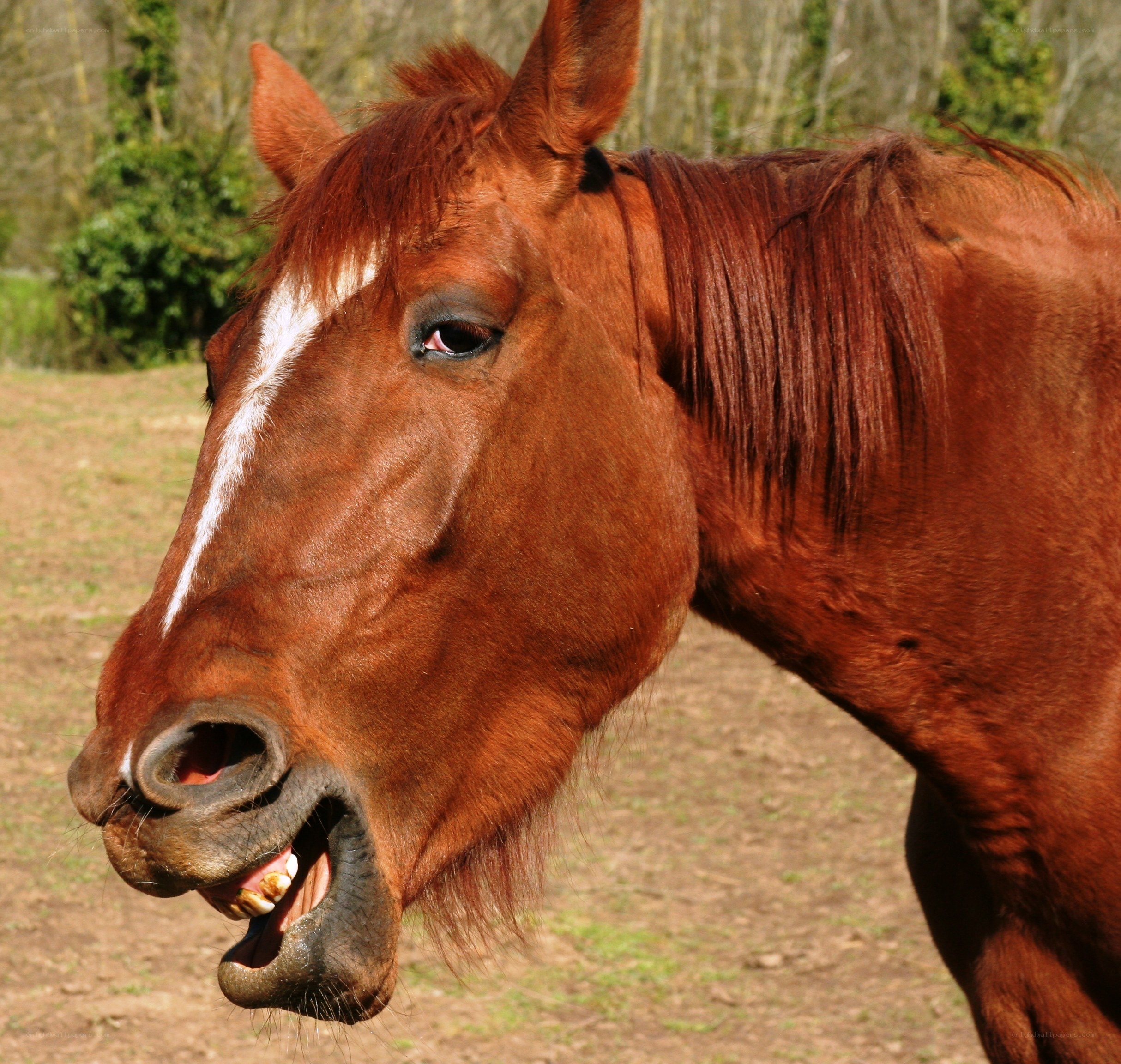 brown horse with open mouth
