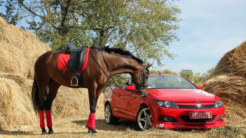 Brown Horse with Red Car — Calm
