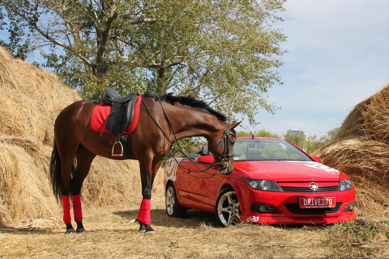 Brown Horse with Red Car