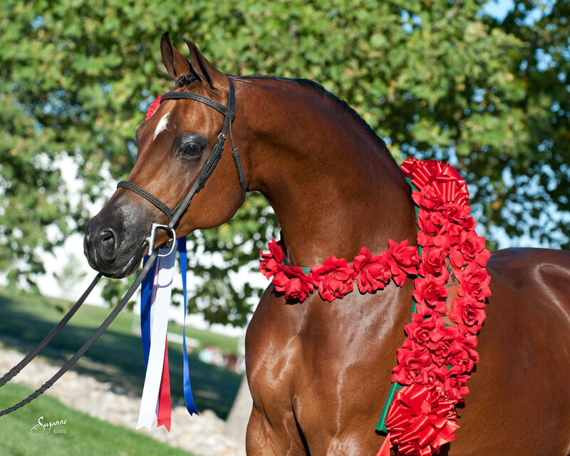 Brown Horse with Red Ribbon