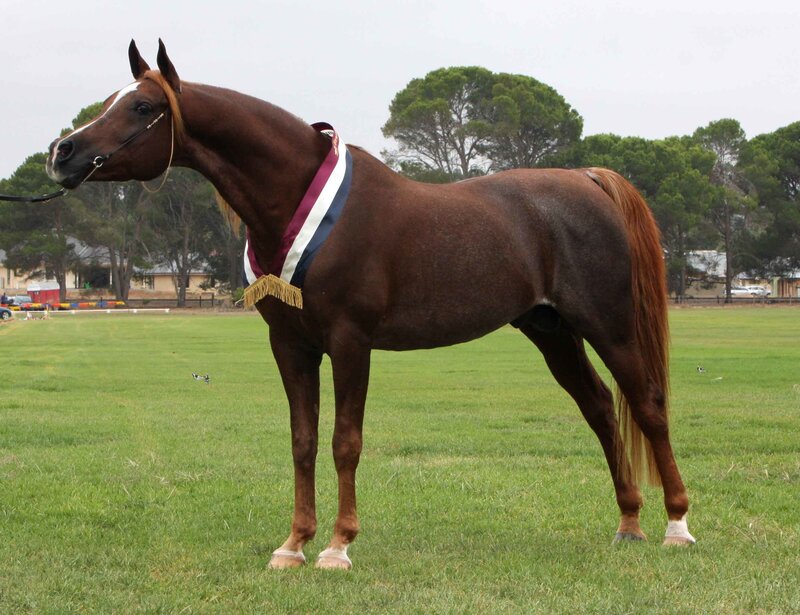 brown horse with ribbon