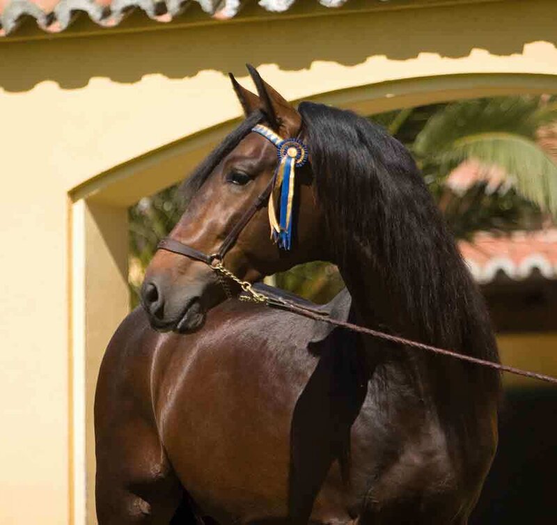 Brown Horse with Ribbon — Calm, Afternoon