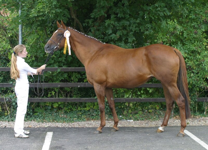 Brown Horse with Ribbon — Calm