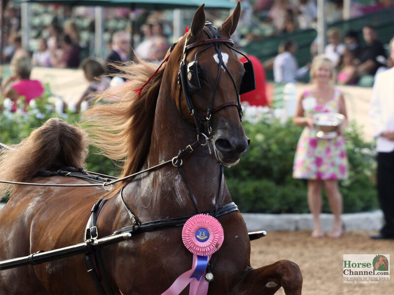 Brown Horse with Ribbon — Competitive