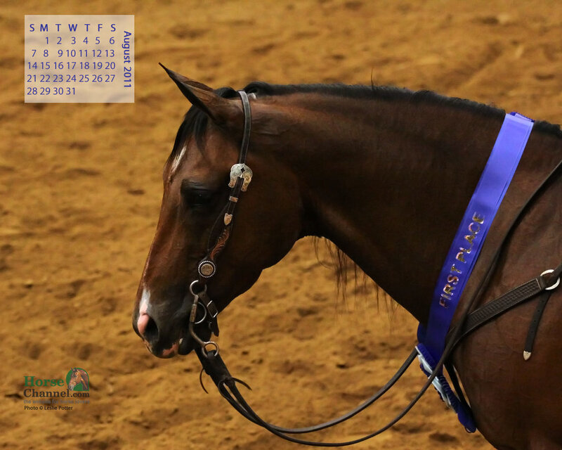 Brown Horse with Ribbon — Proud
