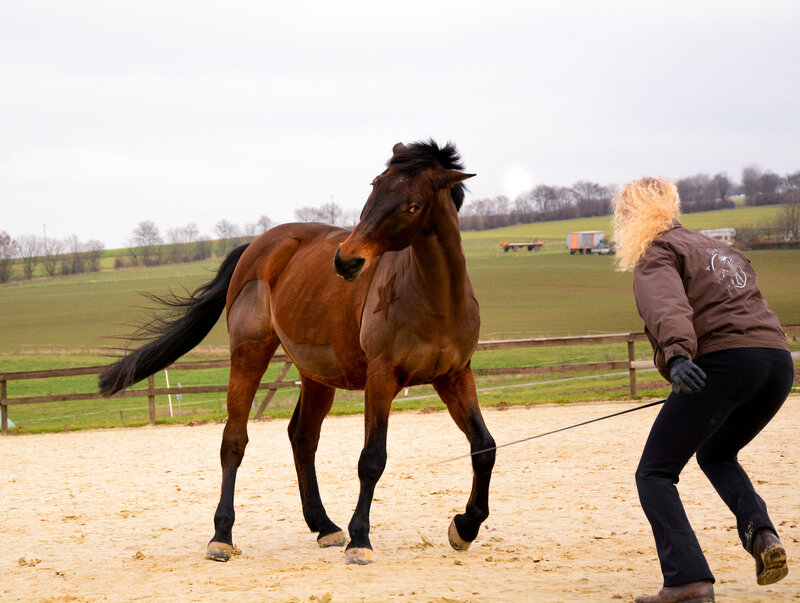 Brown Horse with Rider — Active