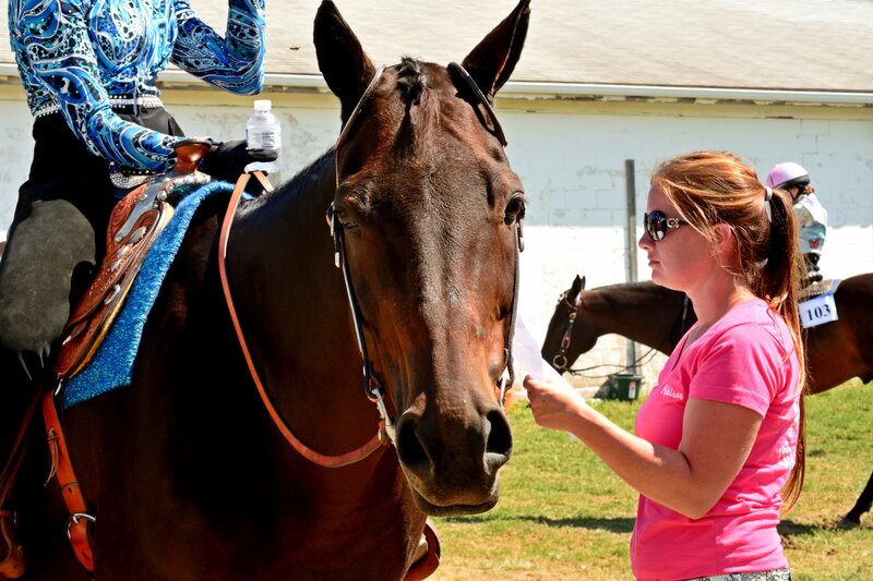Brown Horse with Rider — Calm, Afternoon