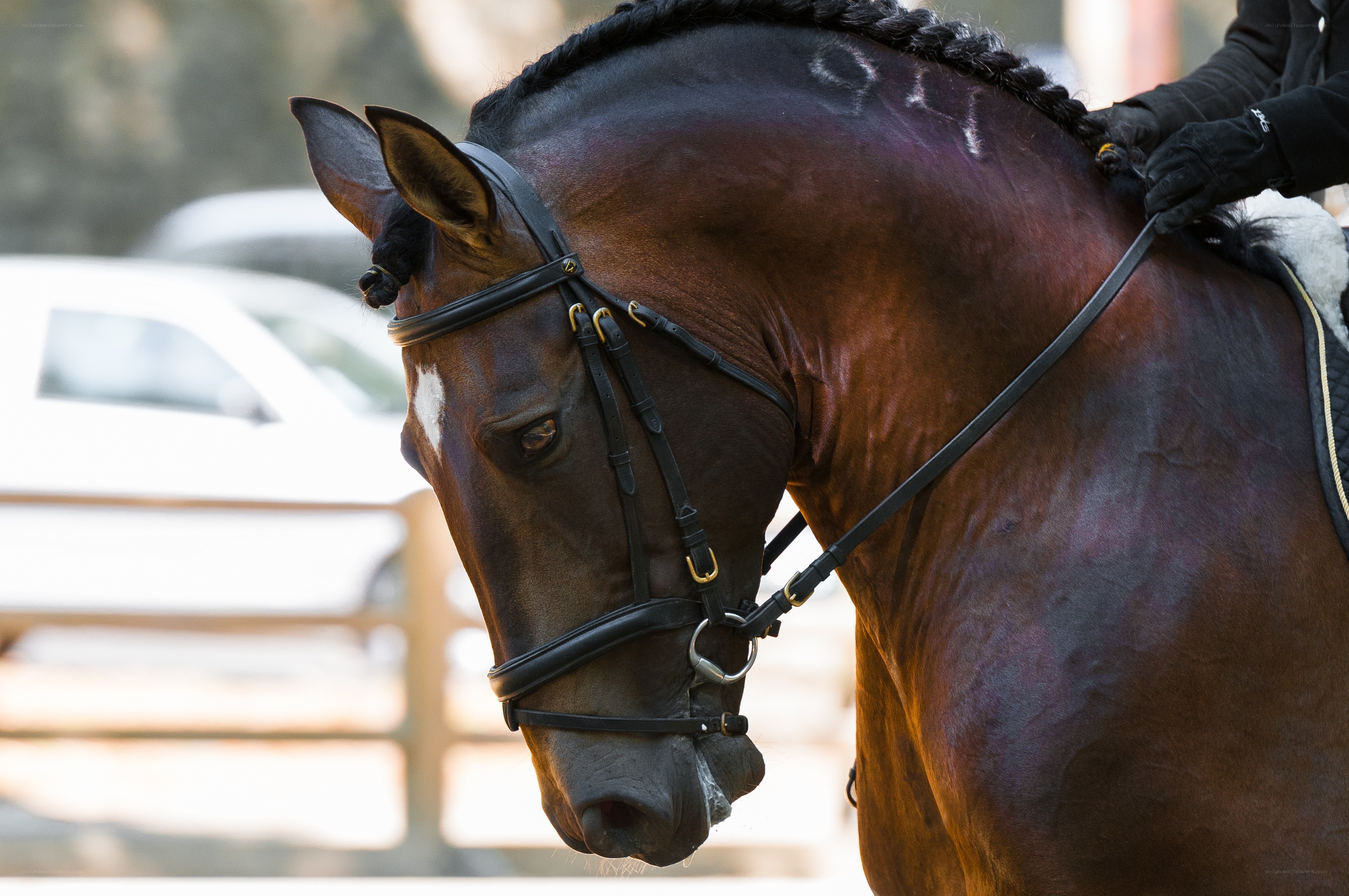brown horse with rider