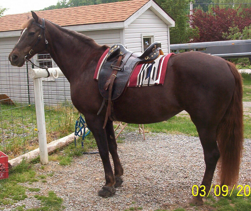 brown horse with saddle