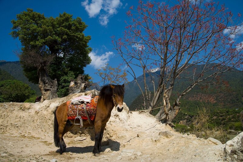Brown Horse with Saddle — Blue
