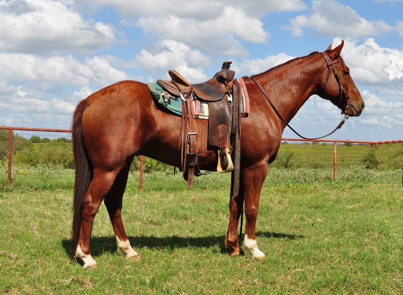 Brown Horse with Saddle — Calm, Afternoon