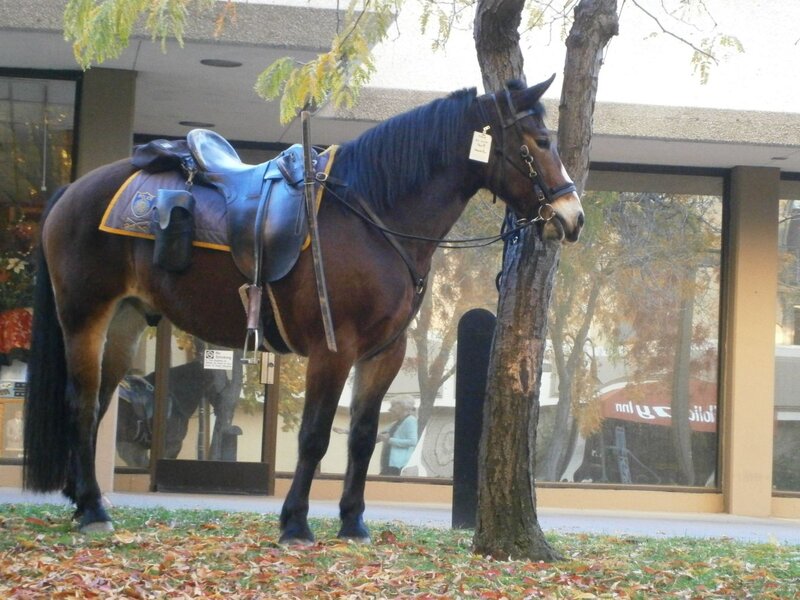 Brown Horse with Saddle — Calm