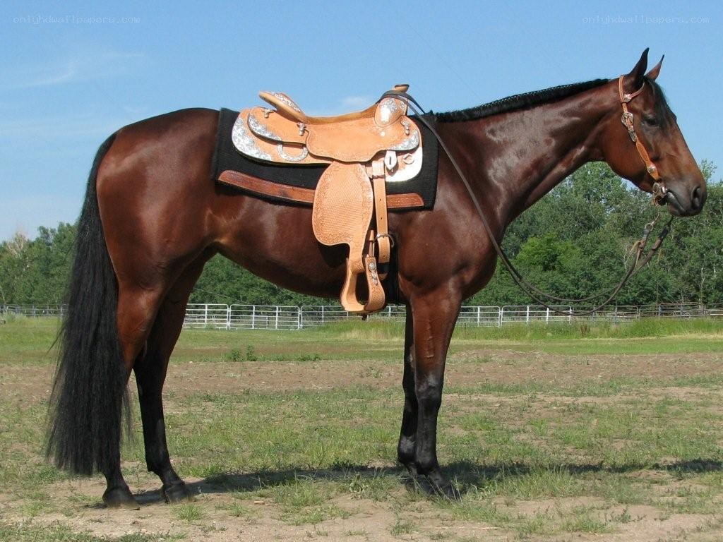 brown horse with saddle