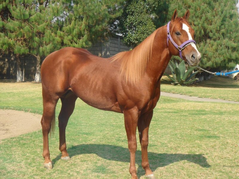 brown horse with white blaze