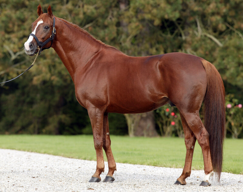 brown horse with white blaze