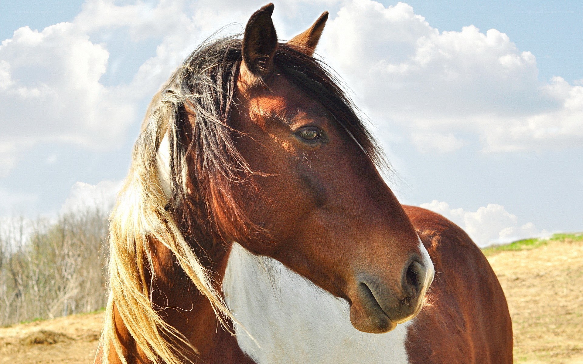 brown horse with white blaze