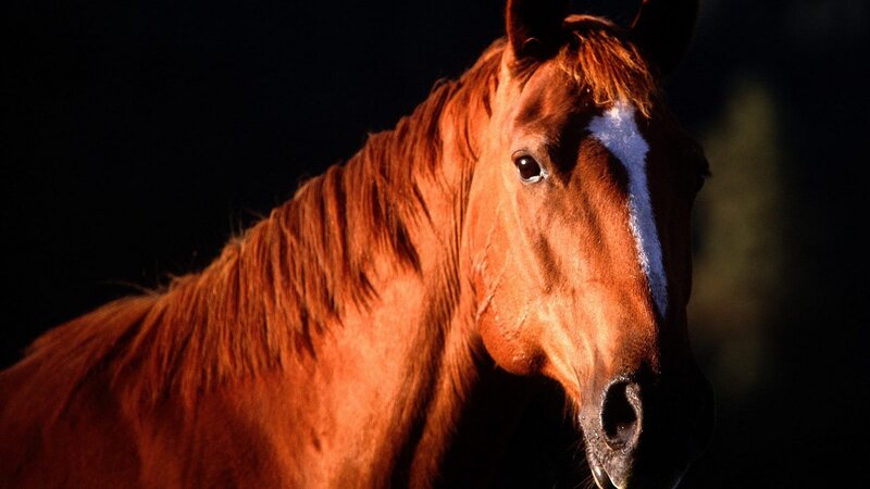 brown horse with white blaze