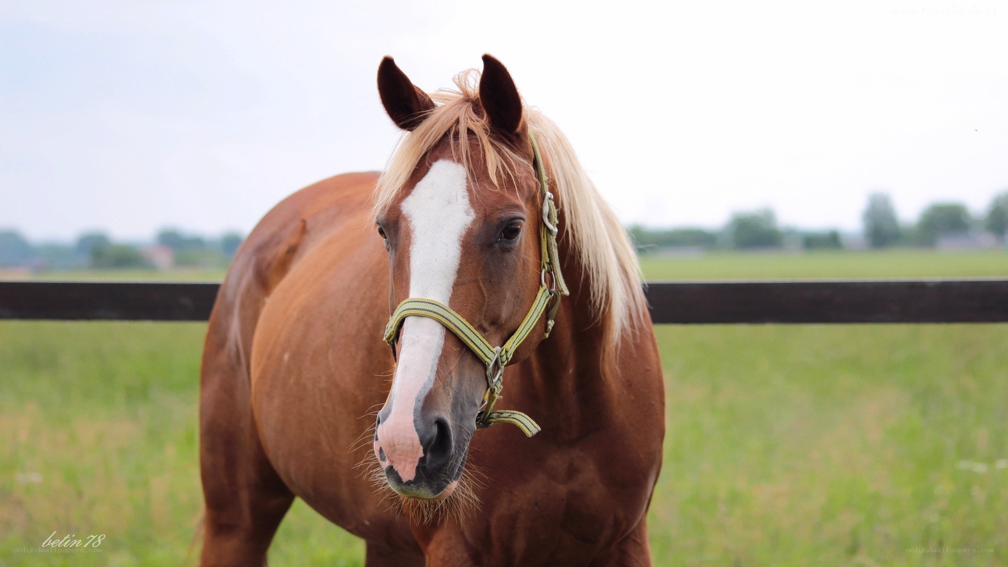 brown horse with white blaze