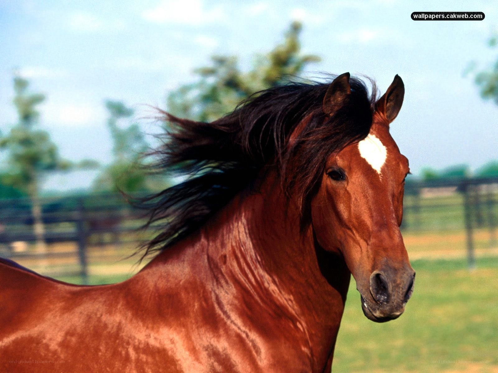 brown horse with white blaze