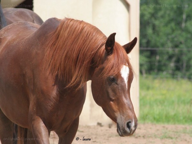brown horse with white blaze