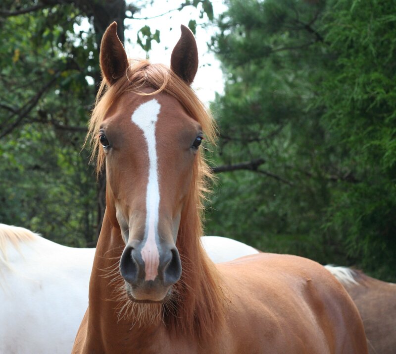 brown horse with white blaze