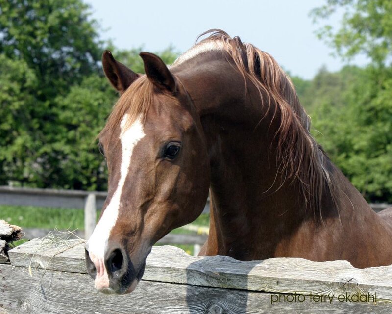 brown horse with white blaze